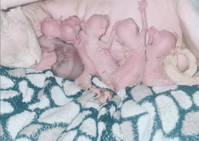Naissance chatons sphynx rose 2022_1