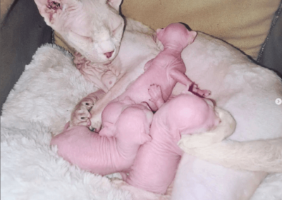 Naissance chatons sphynx rose 2022_2