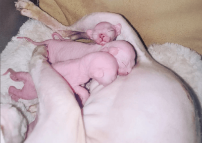Naissance chatons sphynx rose 2022_3