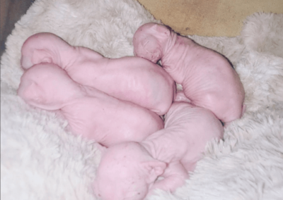 Naissance chatons sphynx rose 2022_4