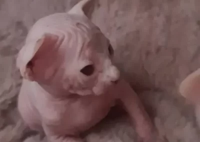 Chaton qui tombe de sommeil
