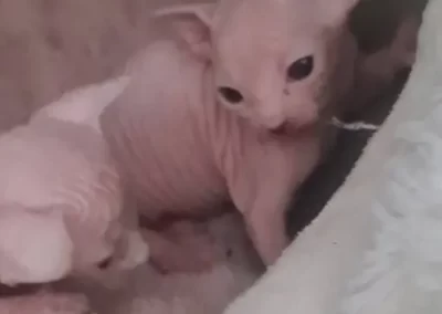 bébéb Chatons qui se regardent