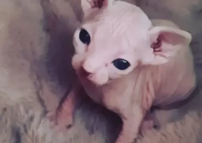 chaton-sphynx-bebe yeux grand ouvert