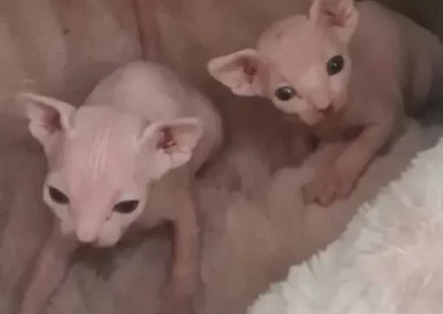Naissance fraterie-chaton-sphynx 1mois