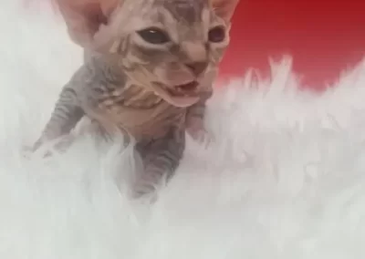 chat sphynx bébé qui miaule