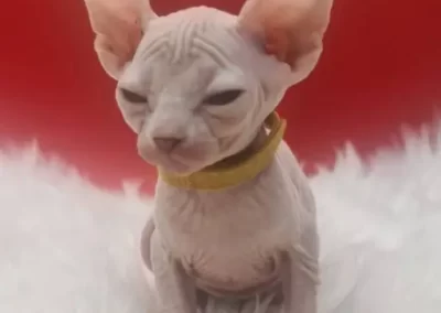 chat sphynx bébé à adopter qui sourit