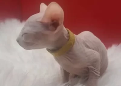 chat sphynx bébé à adopter en belgique