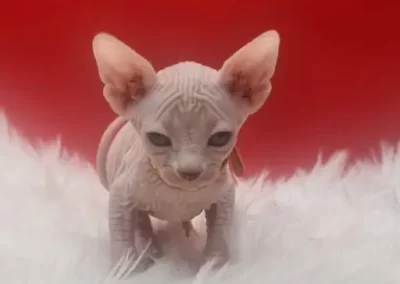 réveille du chaton sphynx de Nivelles