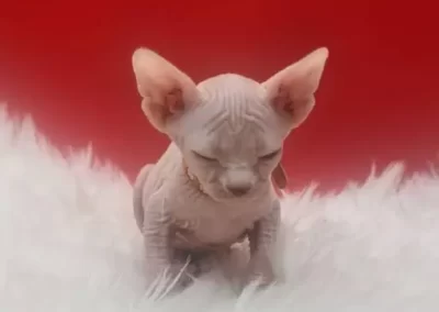 beau bébé chaton sphynx qui s'endors