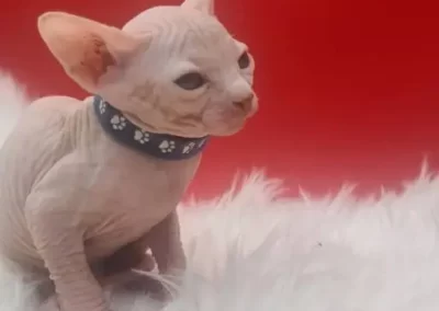bébé chaton sphynx de profil