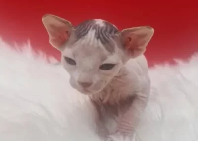 naissance de bébé chaton sphynx sur fond rouge
