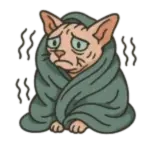Chat Sphynx nu frileux enveloppé dans une couverture, illustrant la sensibilité au froid de cette race de chats sans poil.